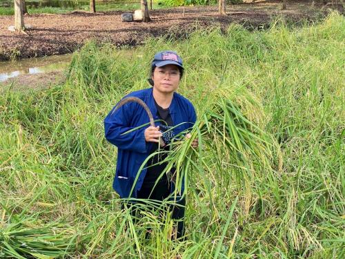 พช.คลองเขื่อน ร่วมกิจกรรมเอามื้อสามัคคี เกี่ยวข้าวแปลงนาสาธิต "โคก หนอง นา“